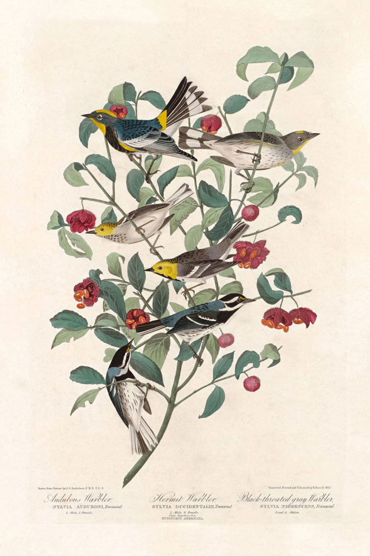 Audubon's Warbler, Hermit Warbler And Black Throated Gray Warbler Birds Print 