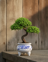 Blue & White Dragon Motif Tripod Planter - 5.5" 