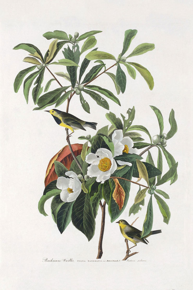 Bachman's Warbler Birds Print 