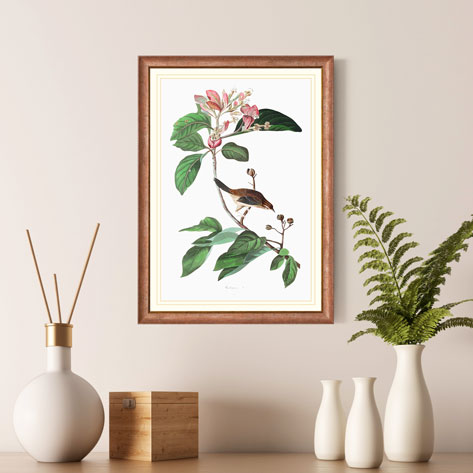 Bachmans Finch Bird Print 
