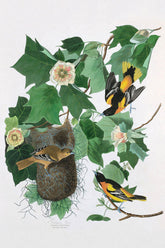 Baltimore Oriole Bird Print 