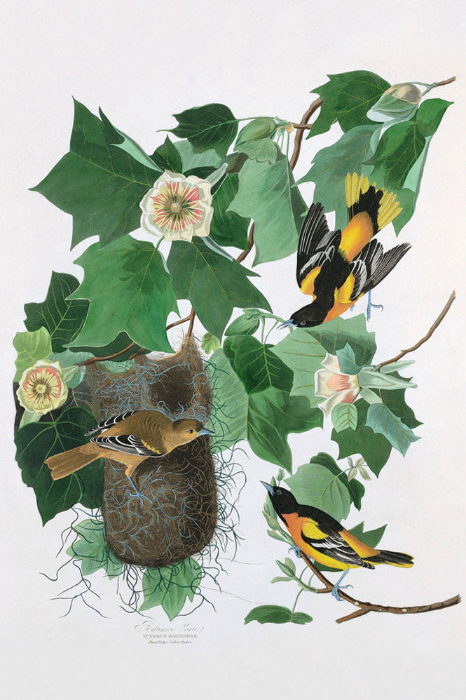 Baltimore Oriole Bird Print 