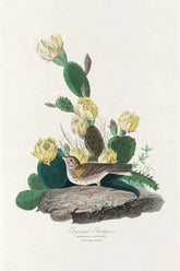 Bay Winged Bunting Bird Print 