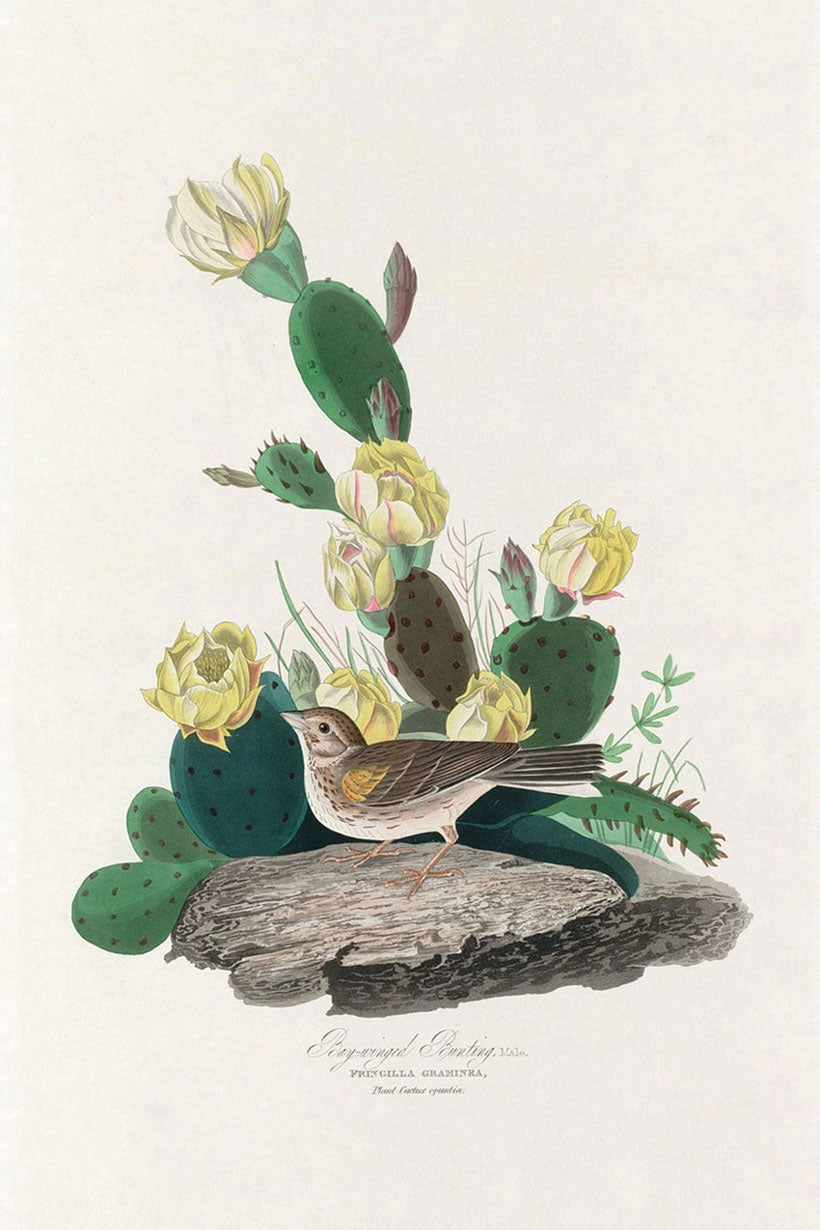 Bay Winged Bunting Bird Print 