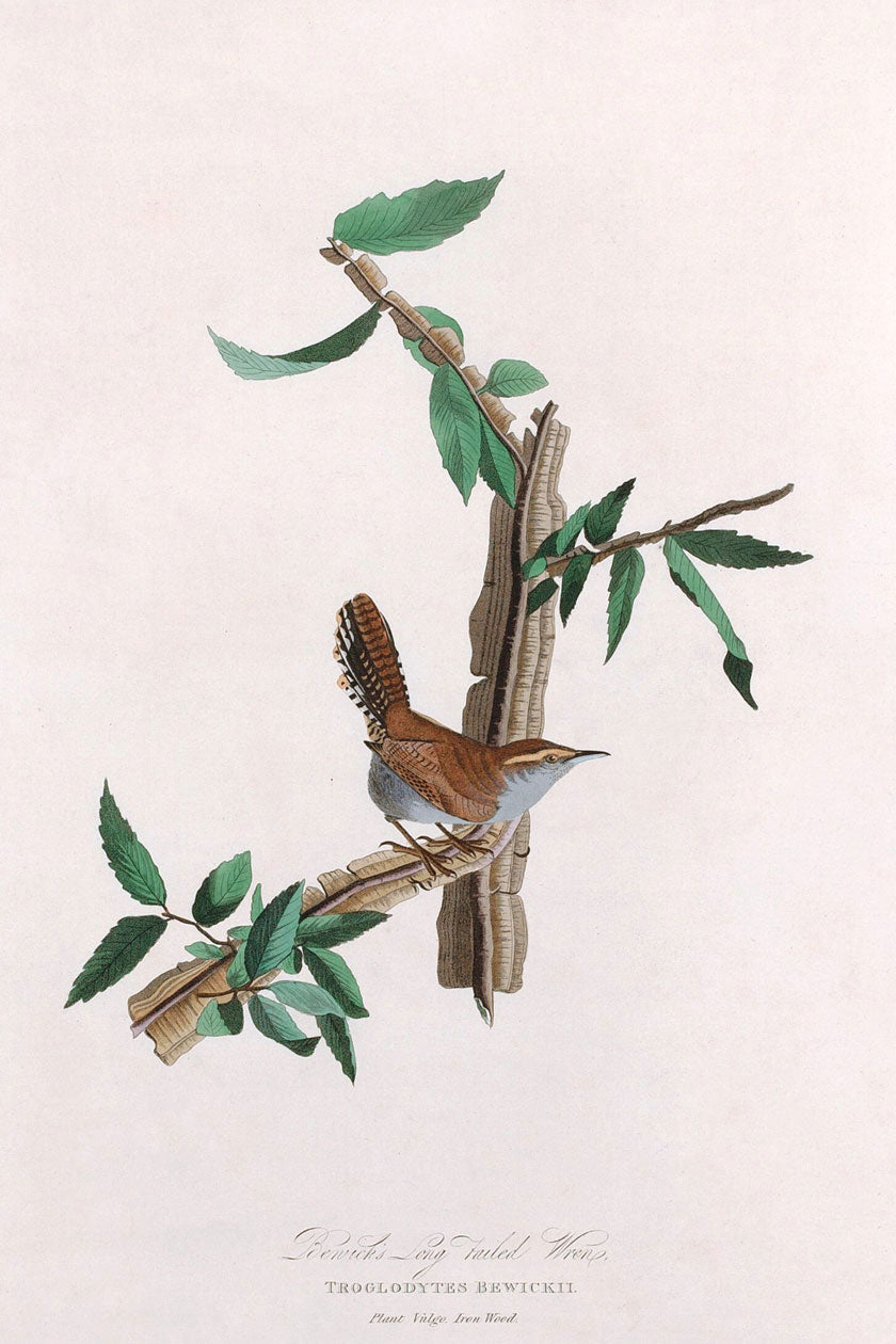 Bewick's Long Tailed Wren Bird Print 