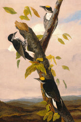 Black Backed Three Toed Woodpecker Bird Print 
