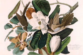 Black Billed Cuckoo Bird Print 
