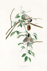 Black Capped Titmouse Bird Print 