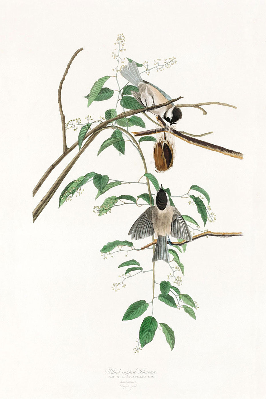 Black Capped Titmouse Bird Print 