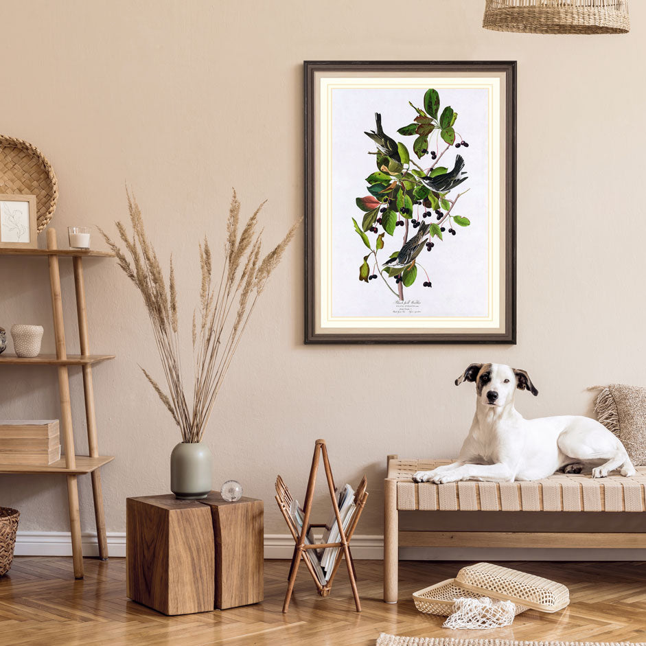 Black Pool Warbler Bird Print 