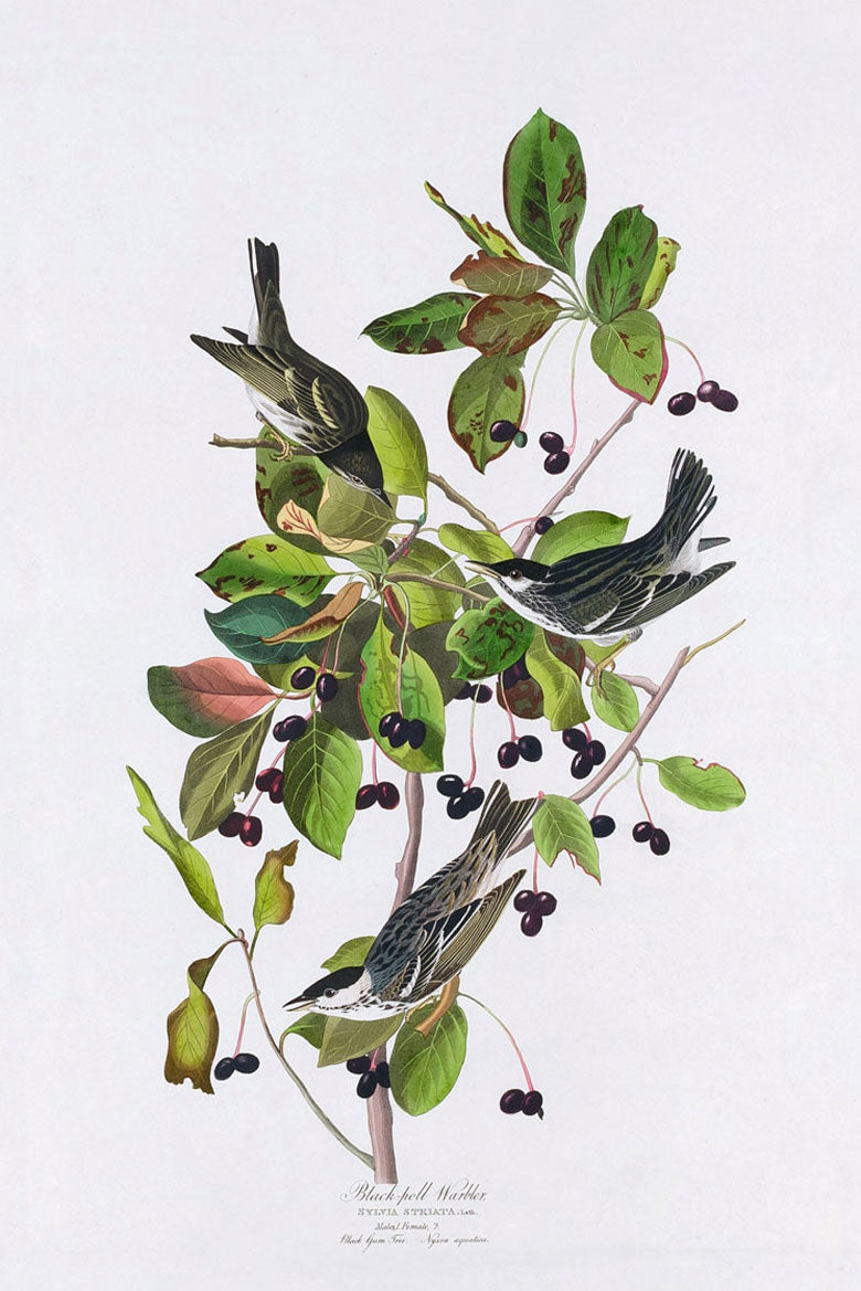 Black Pool Warbler Bird Print 