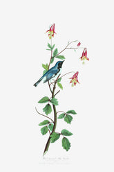 Black Throated Blue Warbler Bird Print 