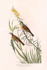 Black Throated Bunting Bird Print 