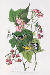 Black And Yellow Warbler Print 