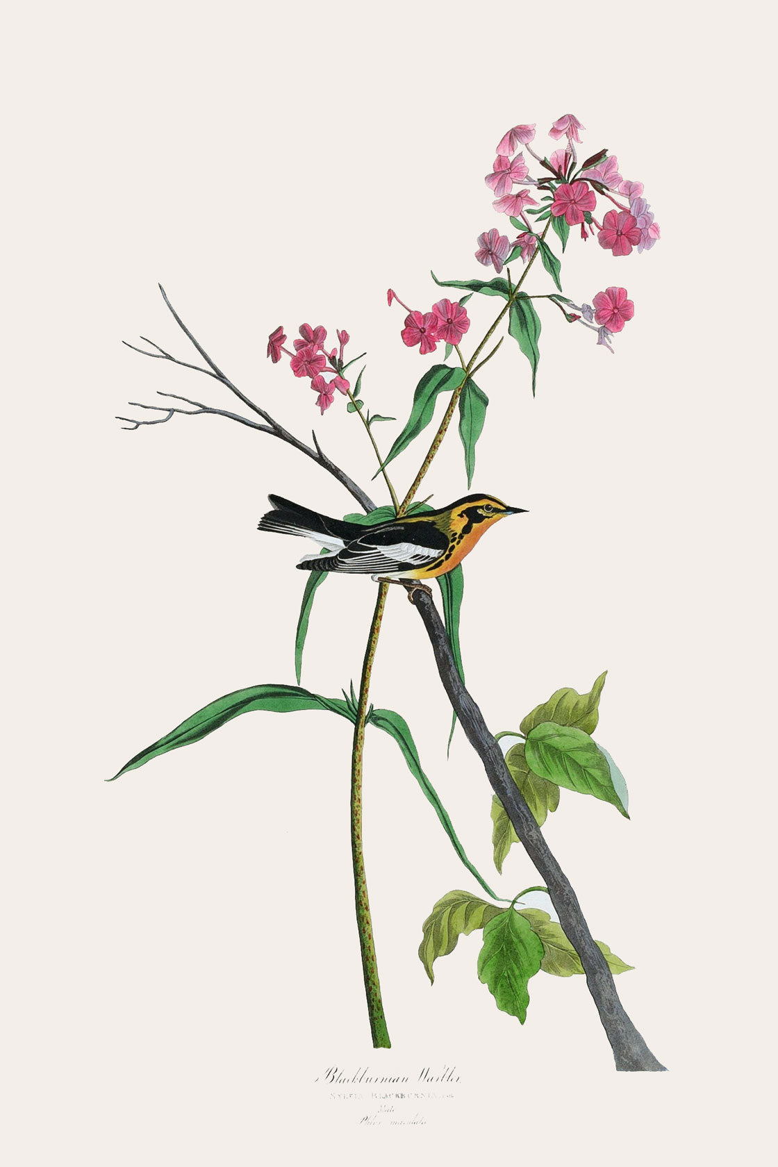 Black burnian Warbler Bird Print 