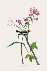 Black burnian Warbler Bird Print 