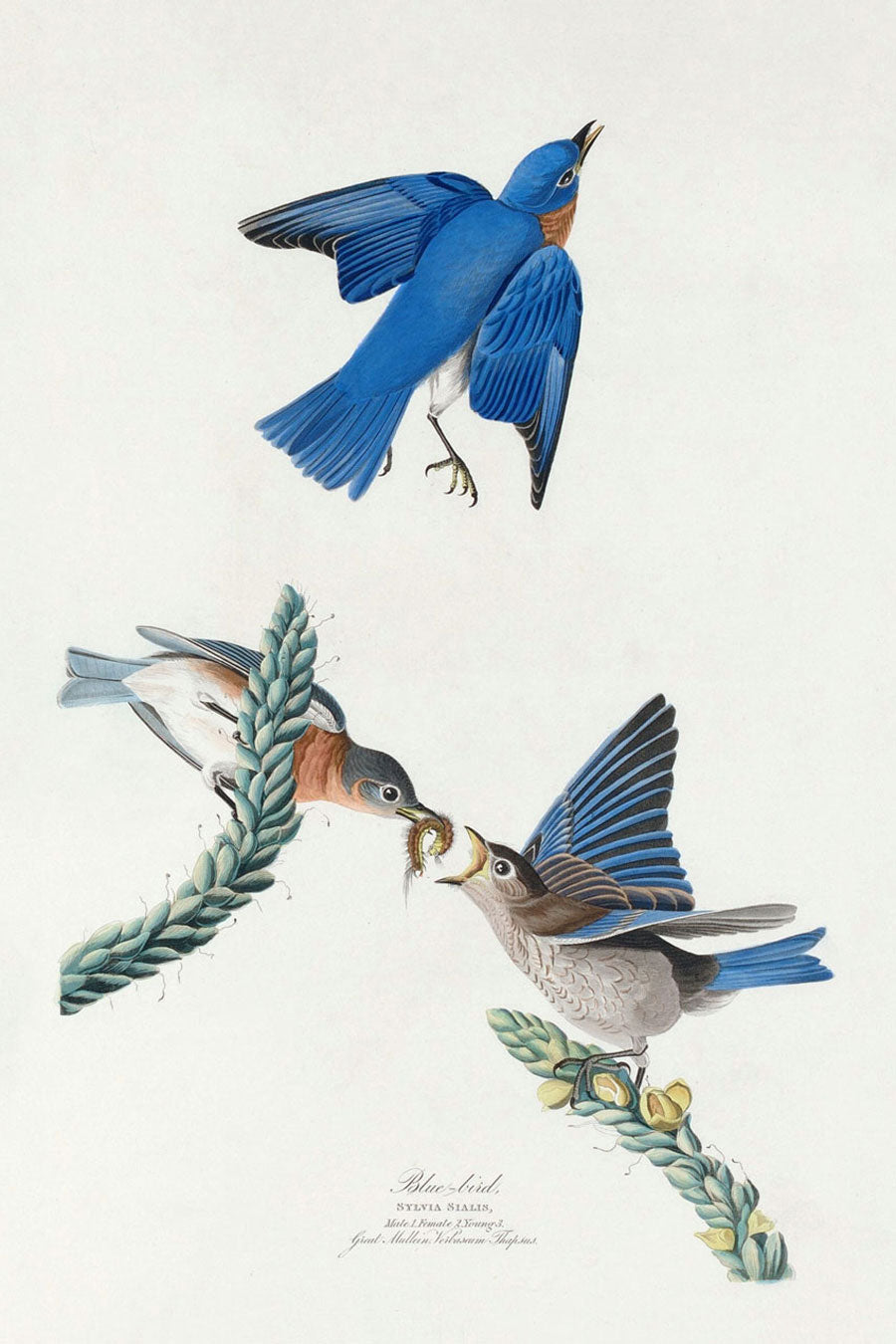 Blue Bird Print 