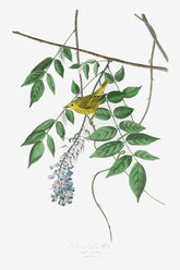 Blue Eyed Yellow Warbler Bird Print 