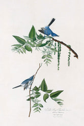 Blue Grey Flycatcher Print 