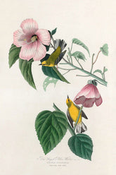 Blue Winged Yellow Warbler Bird Print 