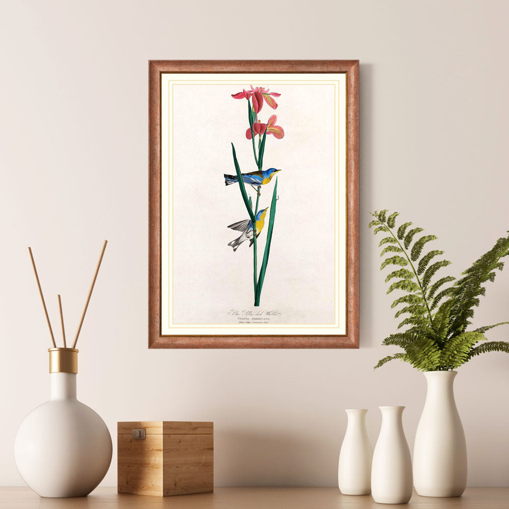 Blue Yellow Backed Warbler Bird Print 