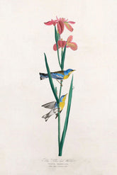 Blue Yellow Backed Warbler Bird Print 