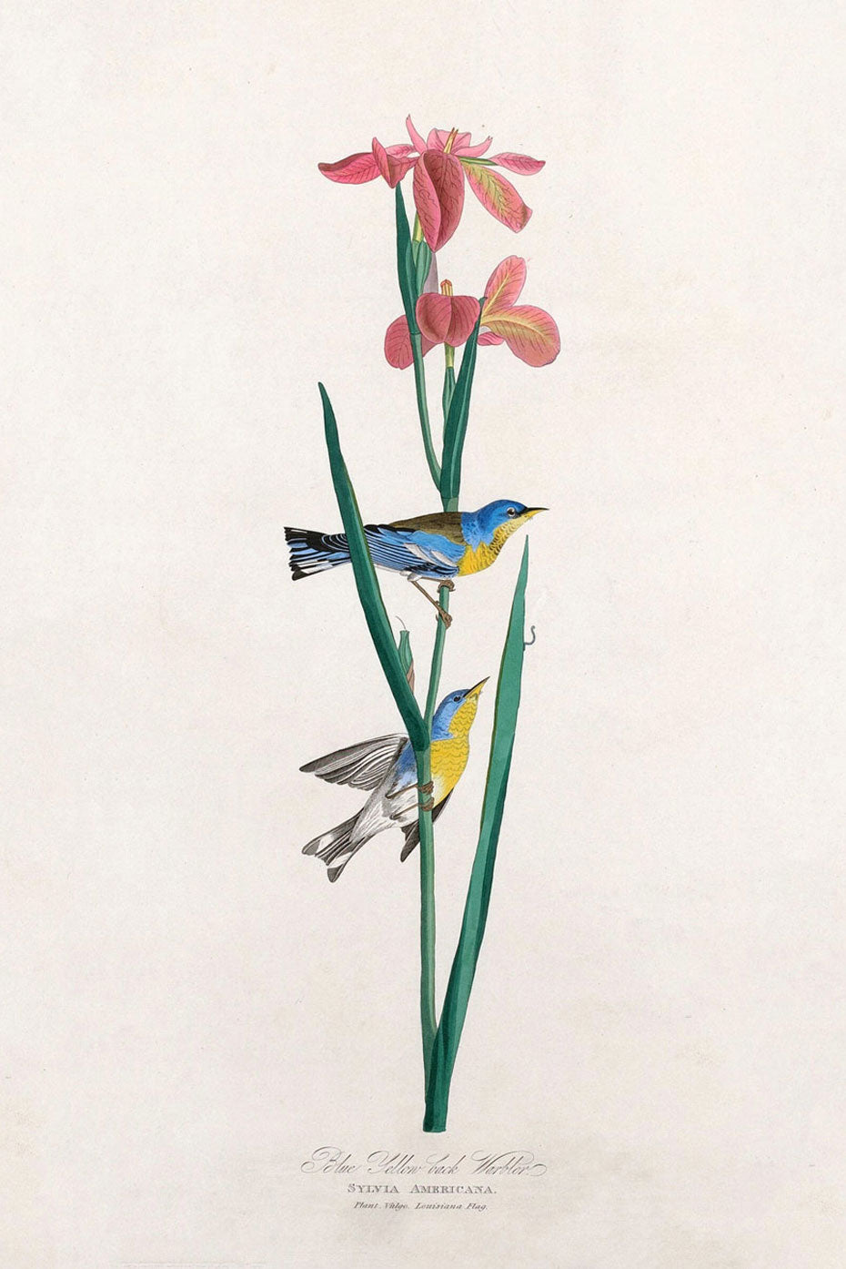 Blue Yellow Backed Warbler Bird Print 