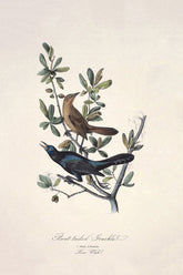 Boat Tailed Grackle Bird Print 