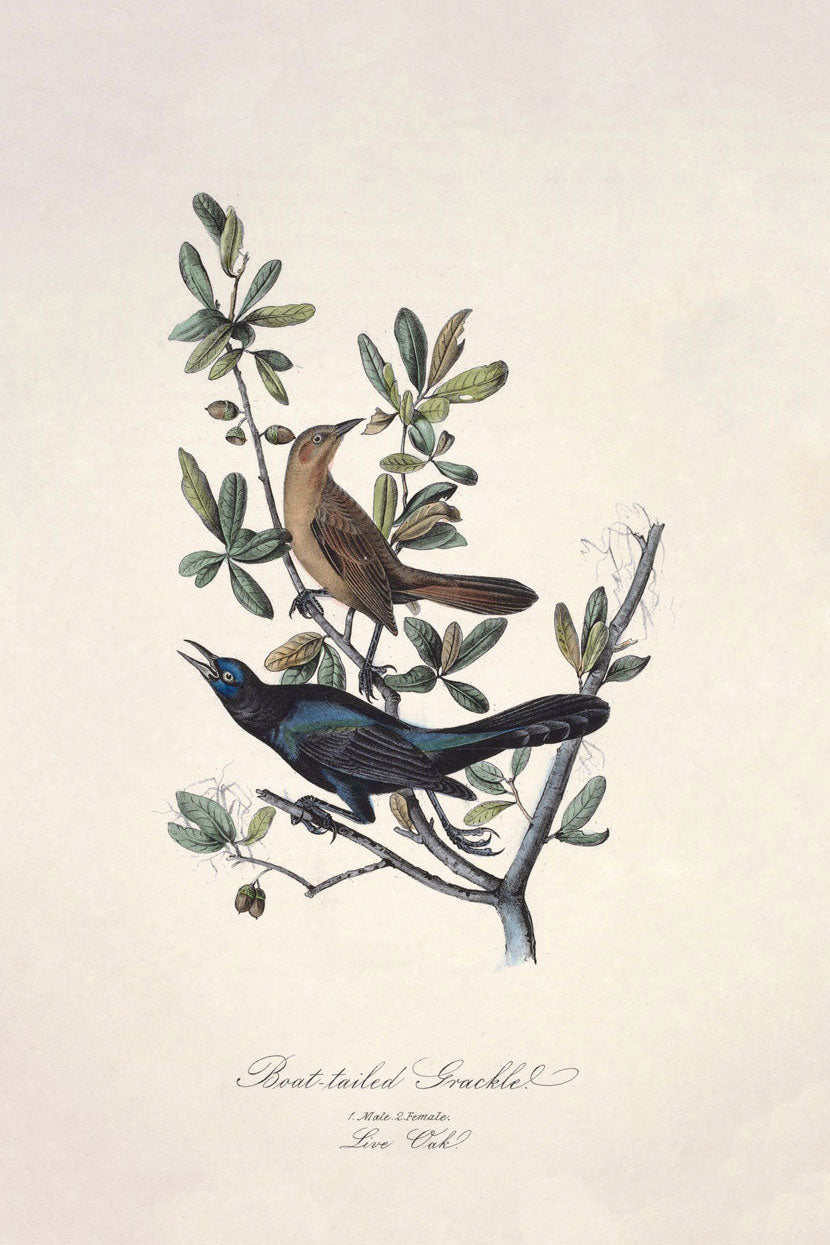 Boat Tailed Grackle Bird Print 