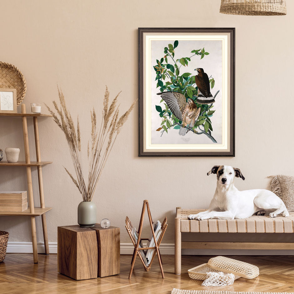 Broad Winged Hawk Bird Print 