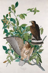 Broad Winged Hawk Bird Print 