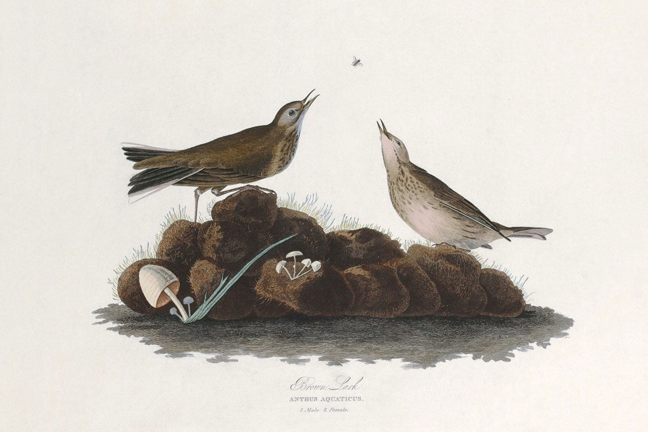 Brown Lark Bird Print 
