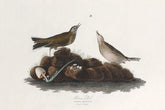 Brown Lark Bird Print 