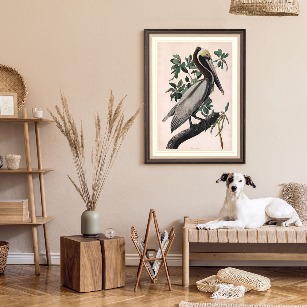 Brown Pelican Bird Print 