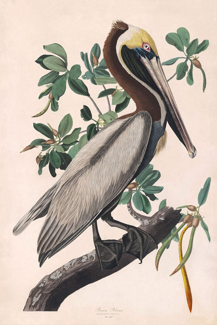 Brown Pelican Bird Print 