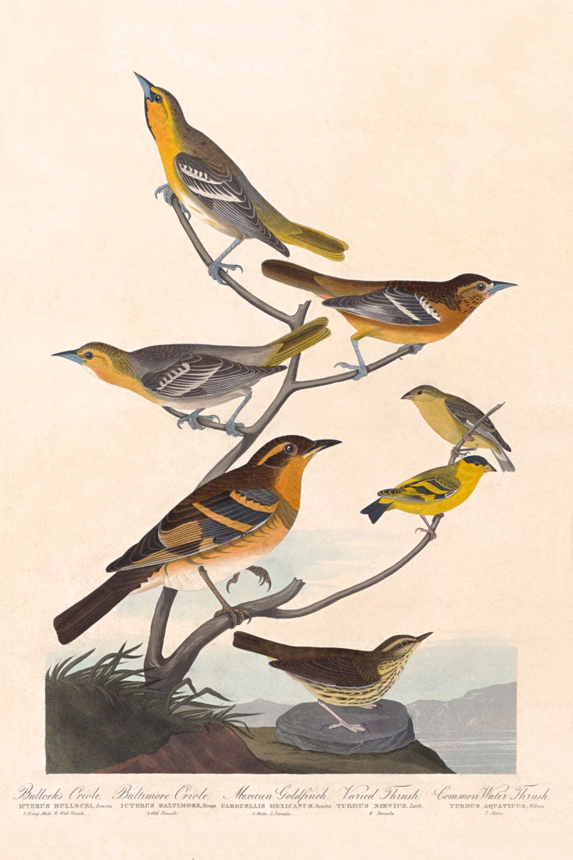Bullock's Oriole, Baltimore Oriole, Mexican Goldfinch And Varied Thrush Birds Print 