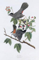 Cat Bird Print 