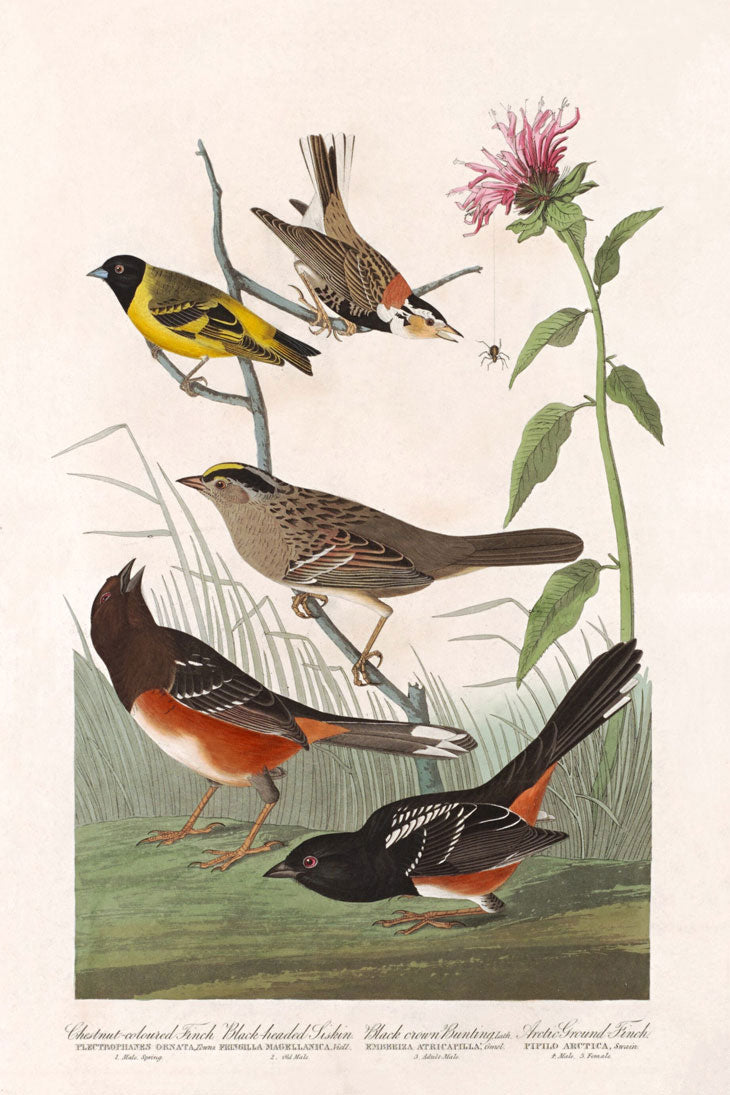 Chestnut Colored Finch, Black Headed Siskin, Black Crown Bunting And Arctic Ground Finch Bird Print 