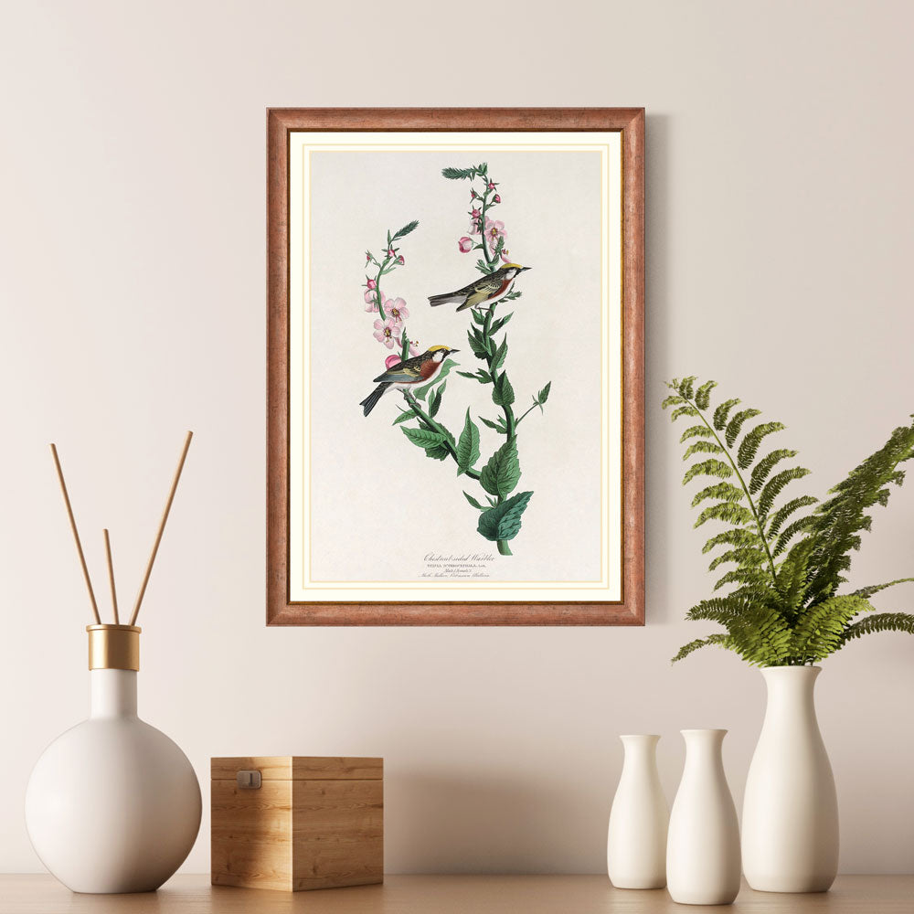 Chestnut Sided Warbler Bird Print 