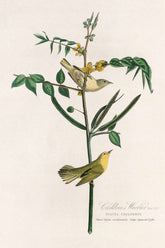 Children's Warbler Bird Print 