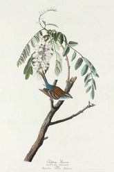 Chipping Sparrow Bird Print 