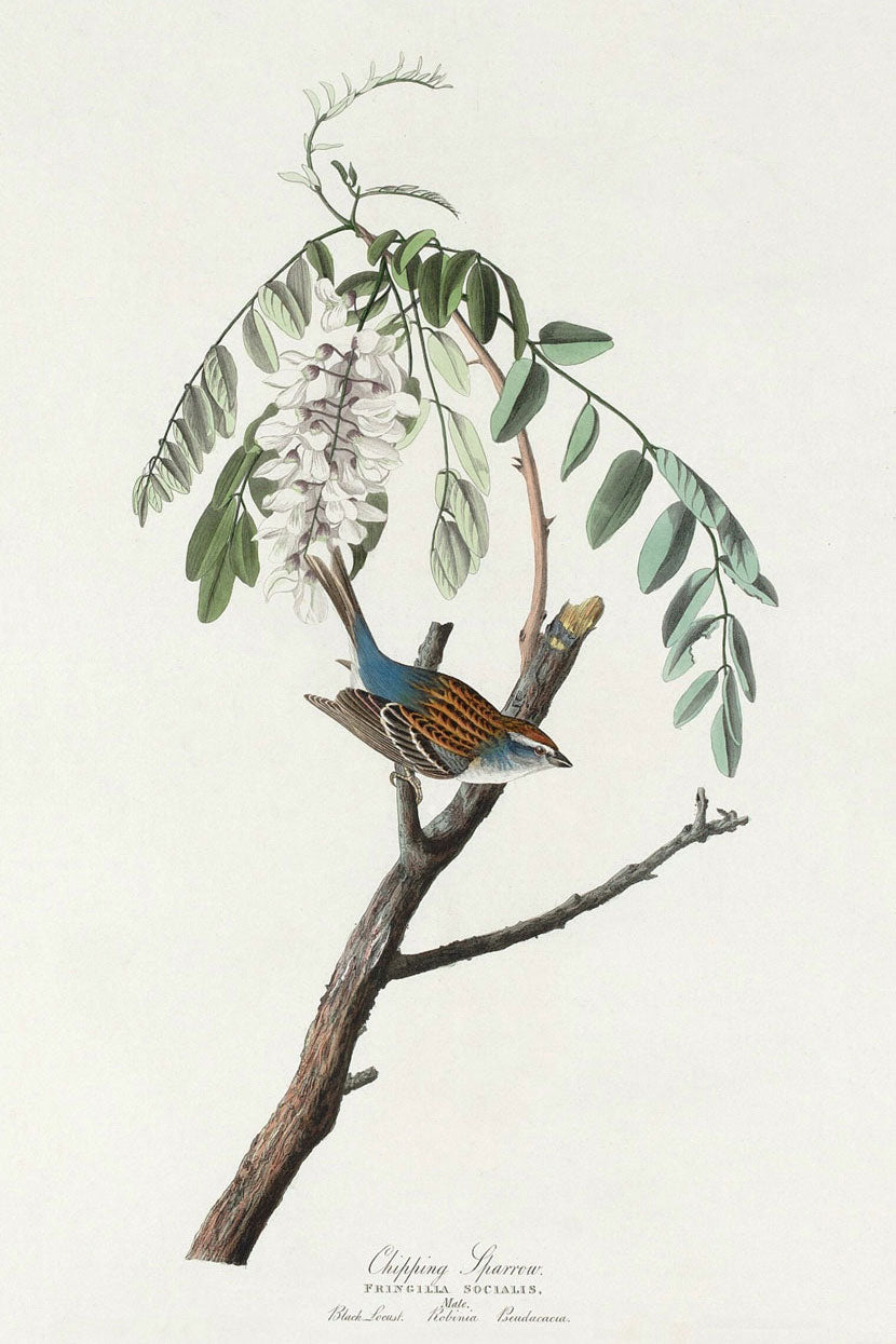 Chipping Sparrow Bird Print 