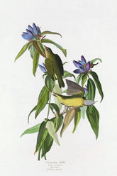 Connecticut Warbler Bird Print 
