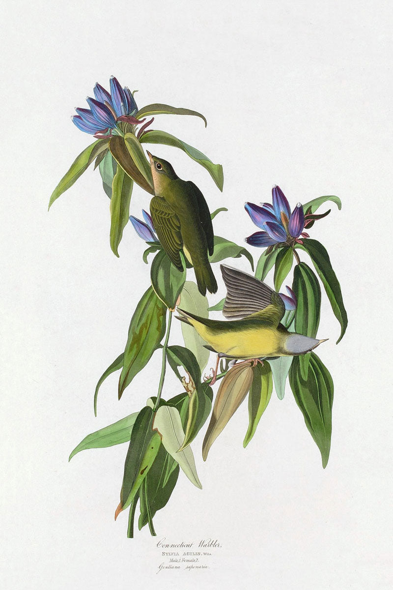 Connecticut Warbler Bird Print 