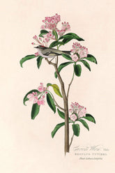 Cuvier's Wren Bird Print 
