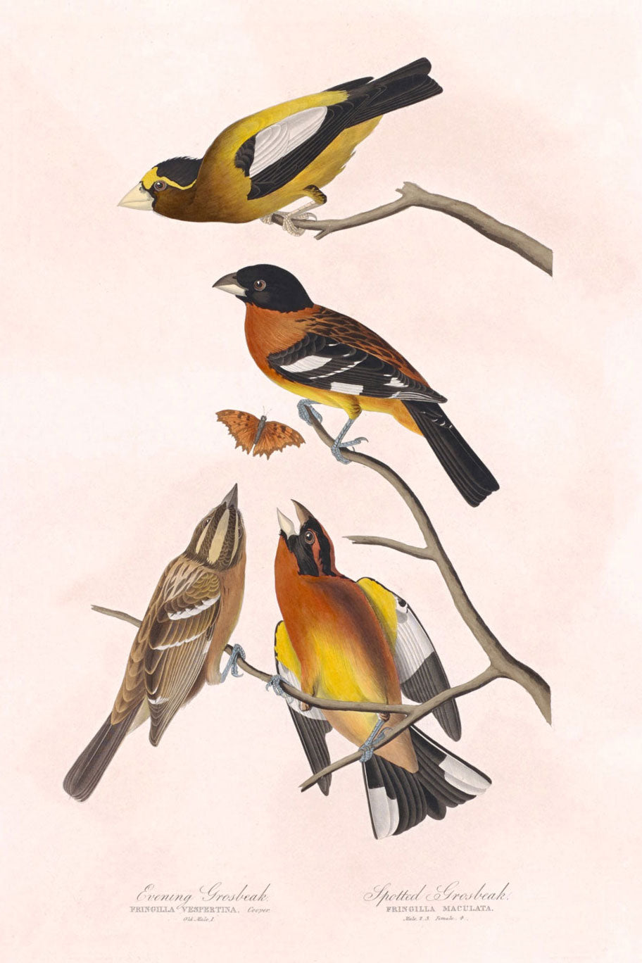 Evening Grosbeak And Spotted Grosbeak Birds Print 