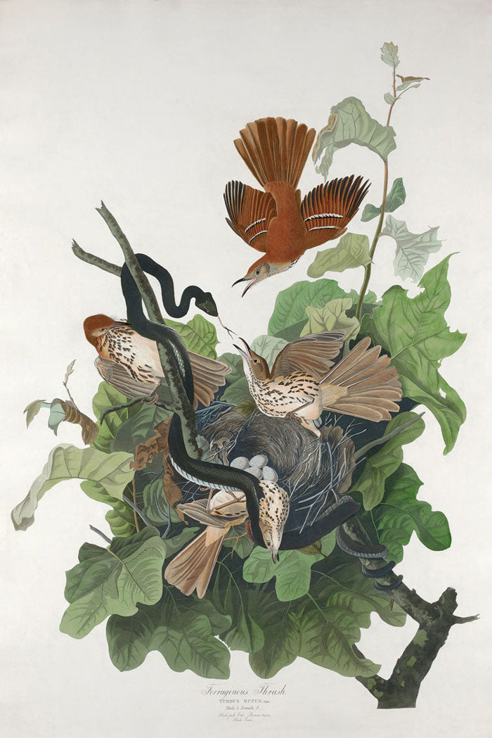 Ferruginous Thrush Bird Print 