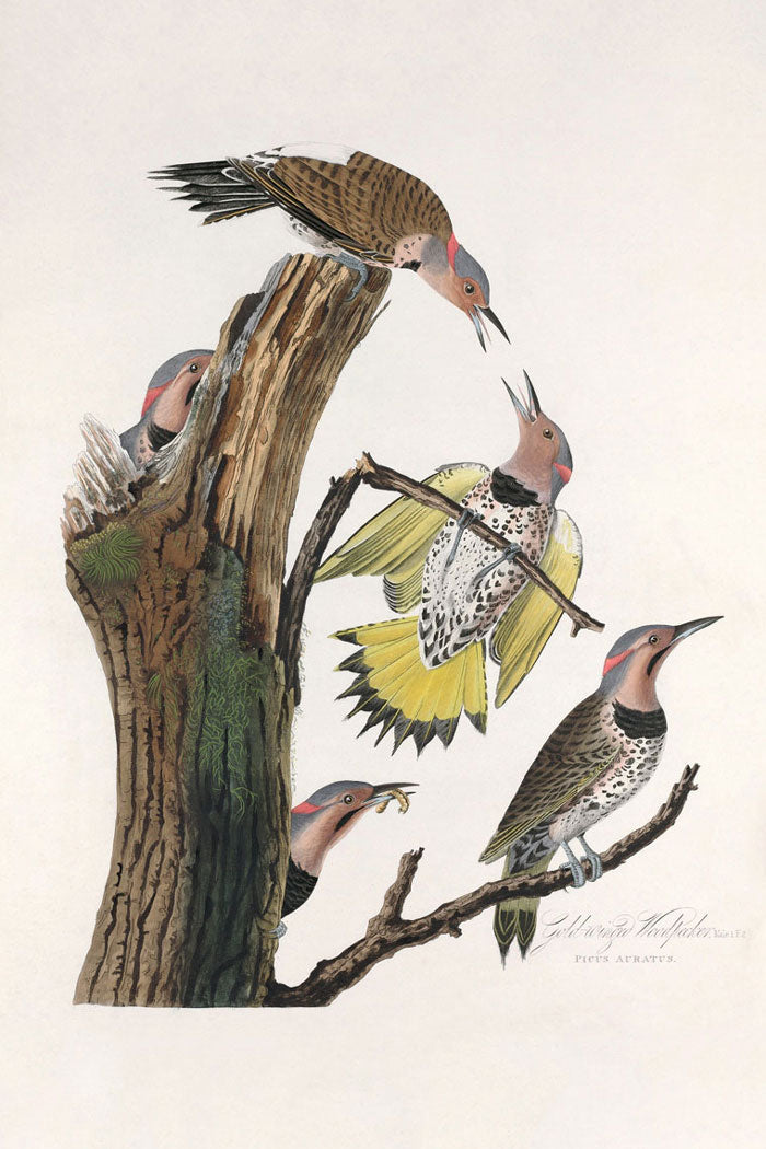 Gold Winged Woodpecker Bird Print 