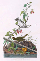 Golden Crowned Thrush Bird Print 