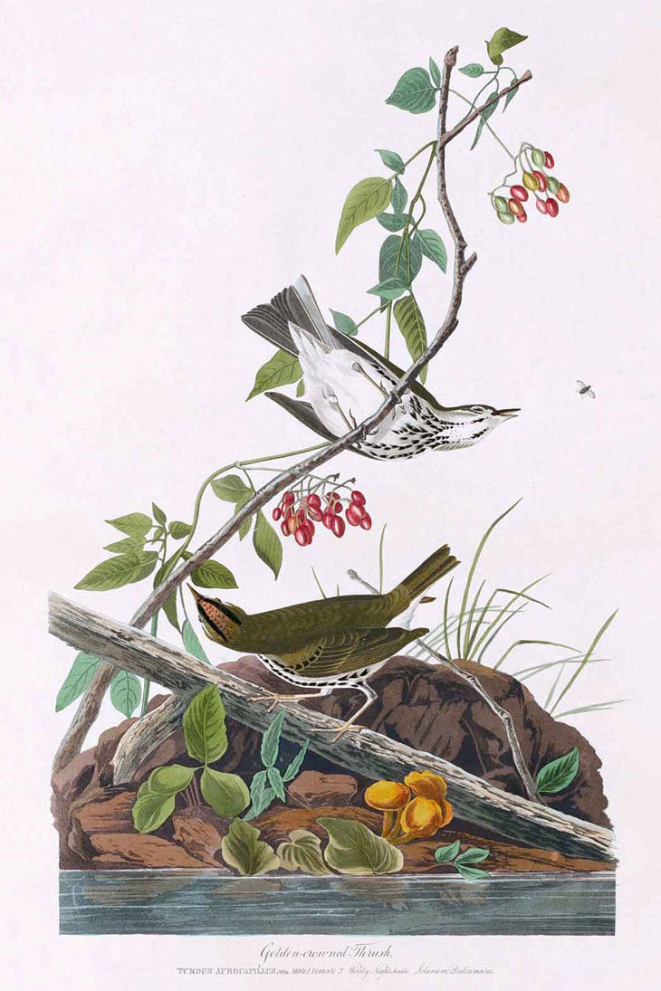 Golden Crowned Thrush Bird Print 